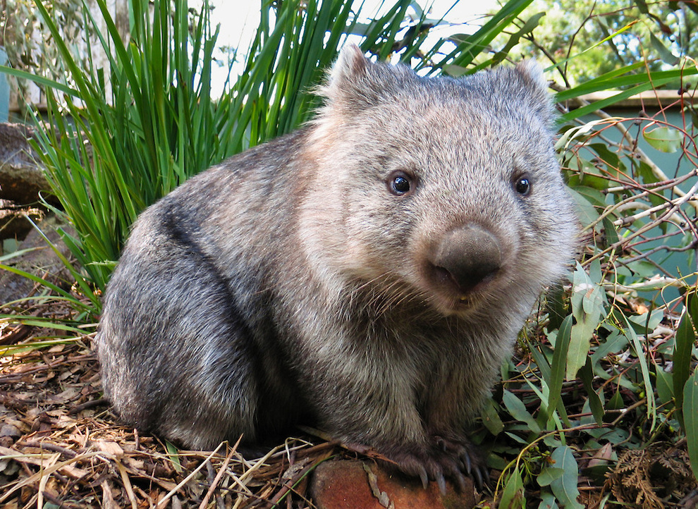 Common Wombat, Bonorong Wildlife Park, Tasmania, Australia.