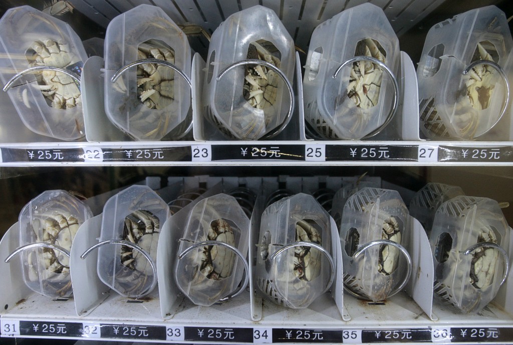 Live hairy crabs are displayed in a vending machine at a main subway station in Nanjing, Jiangsu province December 17, 2010. The crab dispenser was designed by Shi Tuanjie, Chairman of the Nanjing Shuanghu Crab Industrial Company, who came out with the idea of a crab dispenser 3 years ago. This is the first live crab vending machine in China, and was installed on October 1 this year. The crabs cost from 10 yuan (US$1.50) to 50 yuan (US$7.50), depending on size and gender, and customers are promised a compensation of 3 live crabs if their purchase is dead. The machine sells an average of 200 live crabs daily. Shi plans to popularize the machines on a larger scale to airports, residential areas and supermarkets, according to local media. REUTERS/Sean Yong (CHINA - Tags: SOCIETY ANIMALS BUSINESS FOOD ODDLY IMAGES OF THE DAY) - RTXVTB2