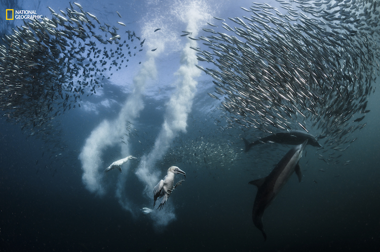 I captured this image during the migration of the sardines along the wild coast of South Africa. Natural predation, sardines are preyed upon by cape gannet birds and common dolphins. The hunt begins with common dolphins that have developed special hunting techniques. With remarkable eyesight, the gannets follow the dolphins before diving in a free fall from 30 to 40 meters high, piercing the surface of the water head first at a speed of 80km/h to get their fill of sardines.