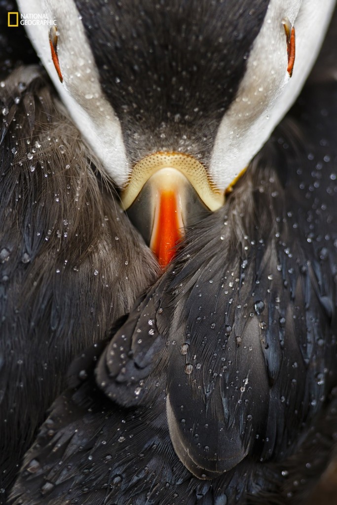 This image was taken last summer on Skomer Island, Wales. It is well known for its wildlife, the puffin colony is one of the largest in U.K.The photo shows a detail or study of an Atlantic puffin resting peacefully under the rain. As Skomer is inhabited, puffins do not feel afraid of humans, and so people can be close to puffins and the photographer can think about the right composition and take this kind of intimate portraits. Also that morning the conditions came together: rain and light.