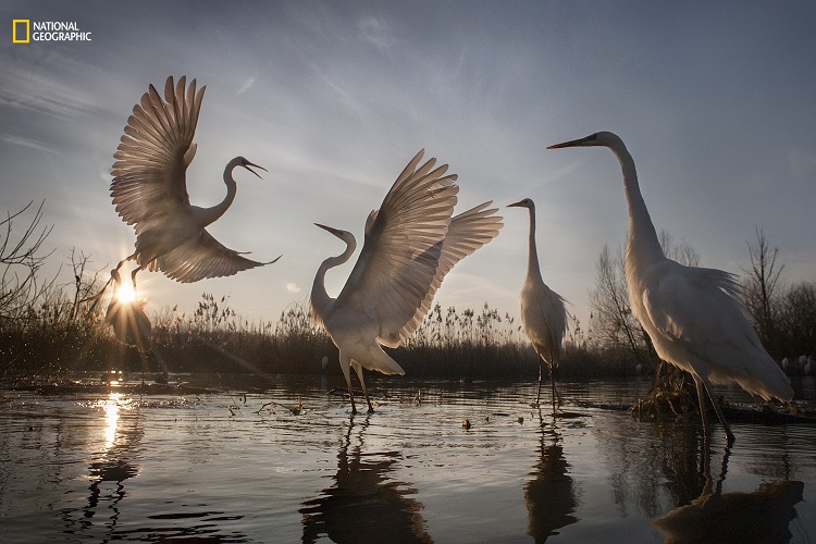 A remarkable conservation success story, the graceful Great Egret was saved from the brink of disappearance in Hungary, when in 1921 there were only 31 mating pairs remaining. Less than a century later, international conservation efforts have triumphed. We can now count over 3,000 mating pairs in Hungary alone.