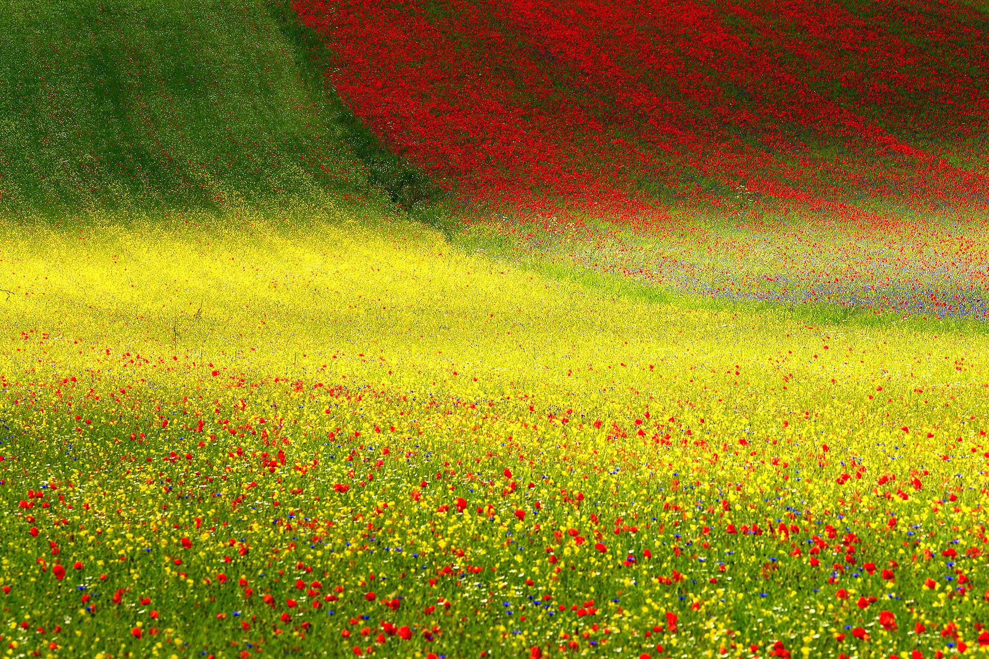 Flowering in the plateau of Castelluccio di Norcia village, Perugia district, Umbria, Italy