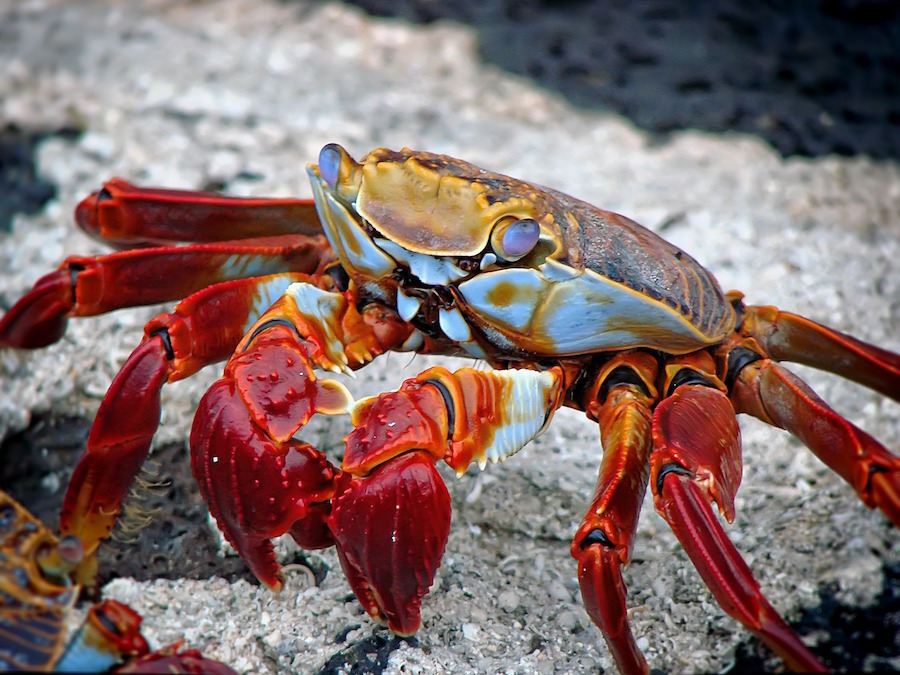 crab-animal-aquatic-archipelago-59809