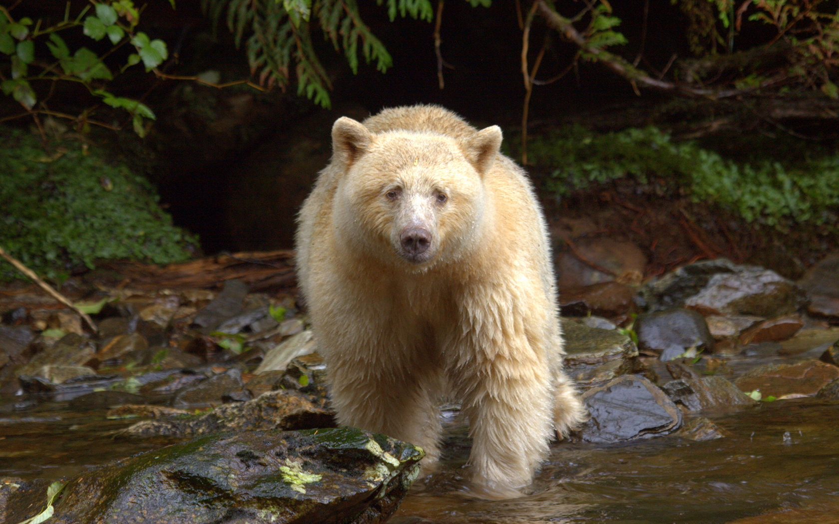 A Kermode Bear in British Columbia, Canada