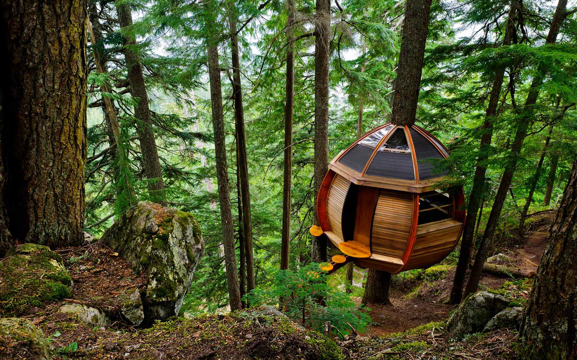 There&#39;s A Secret Treehouse Hiding In The Woods Of Whistler