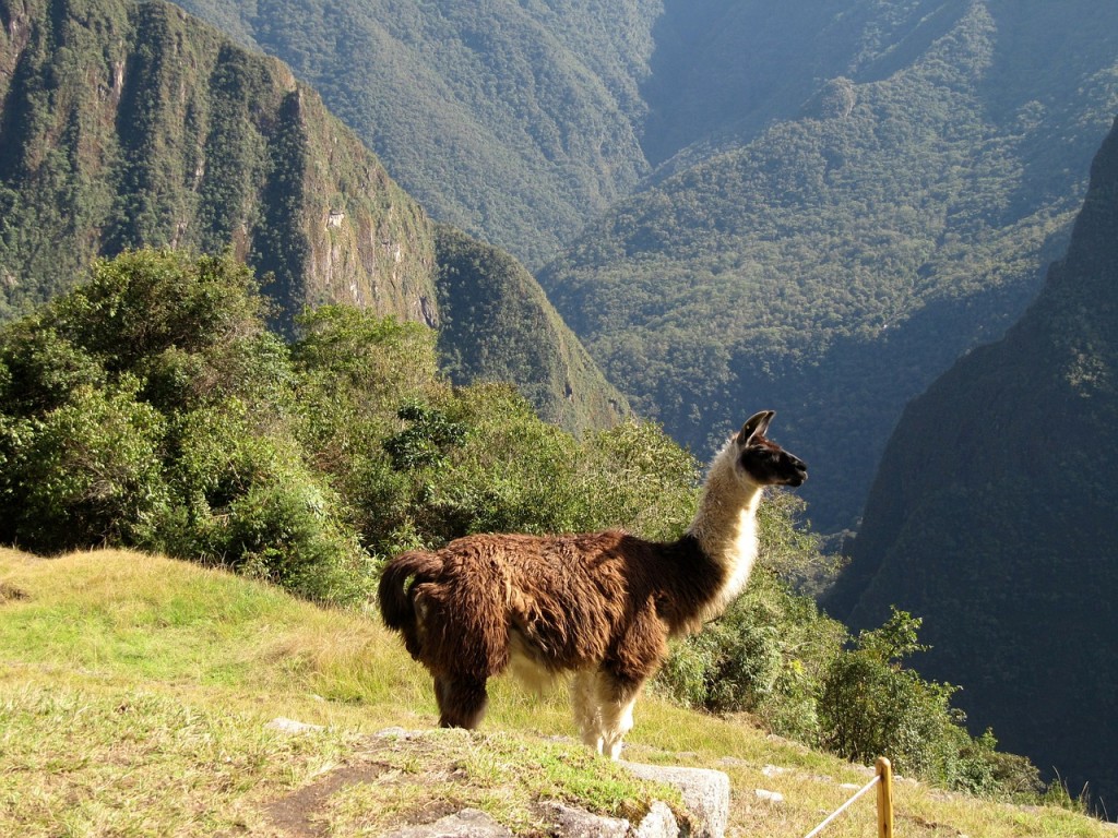 A llama on the Inca Trail