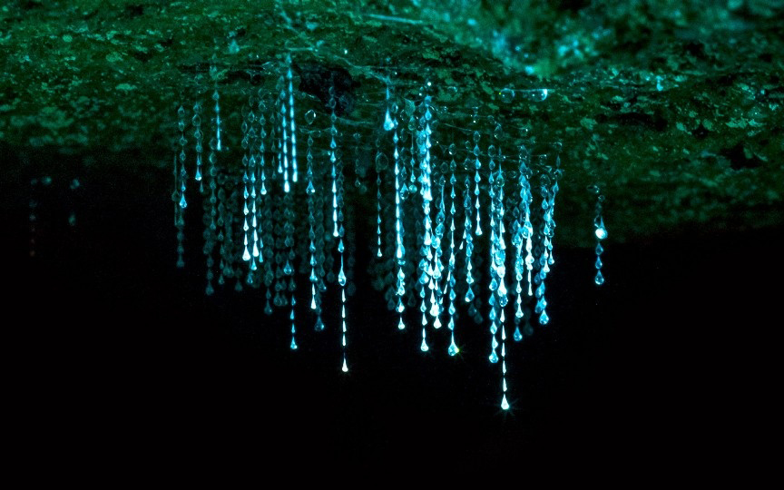 glow-worm-cave.jpg