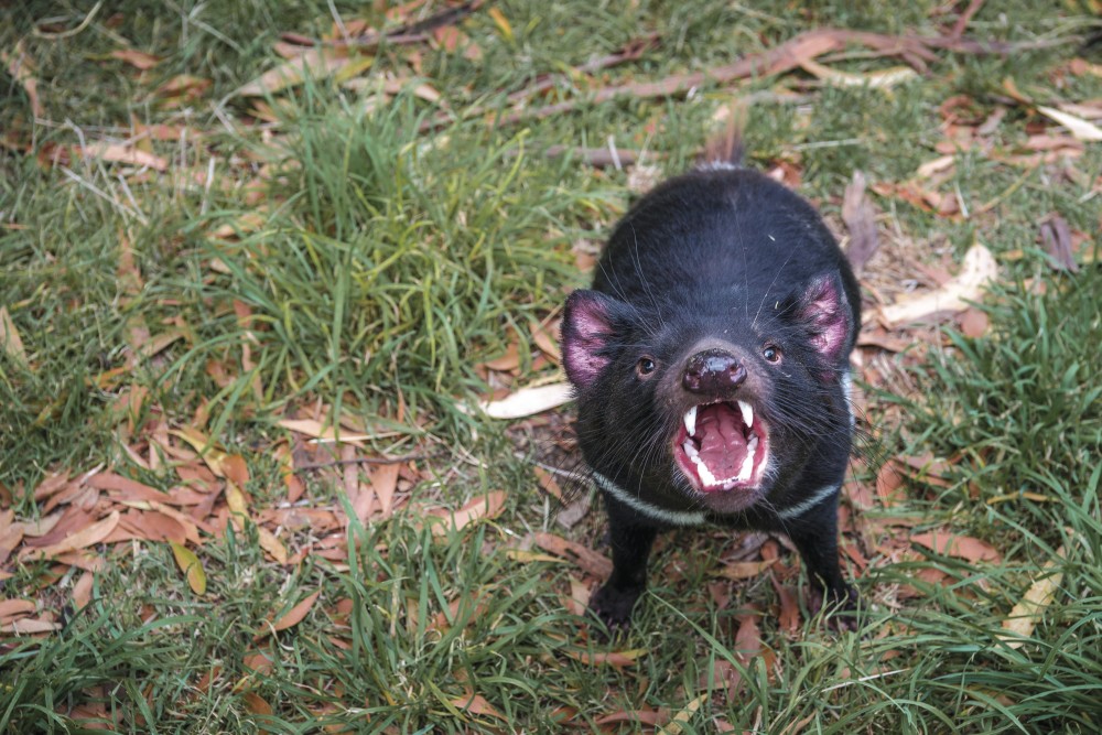 Tasmanian devil, Tasmania