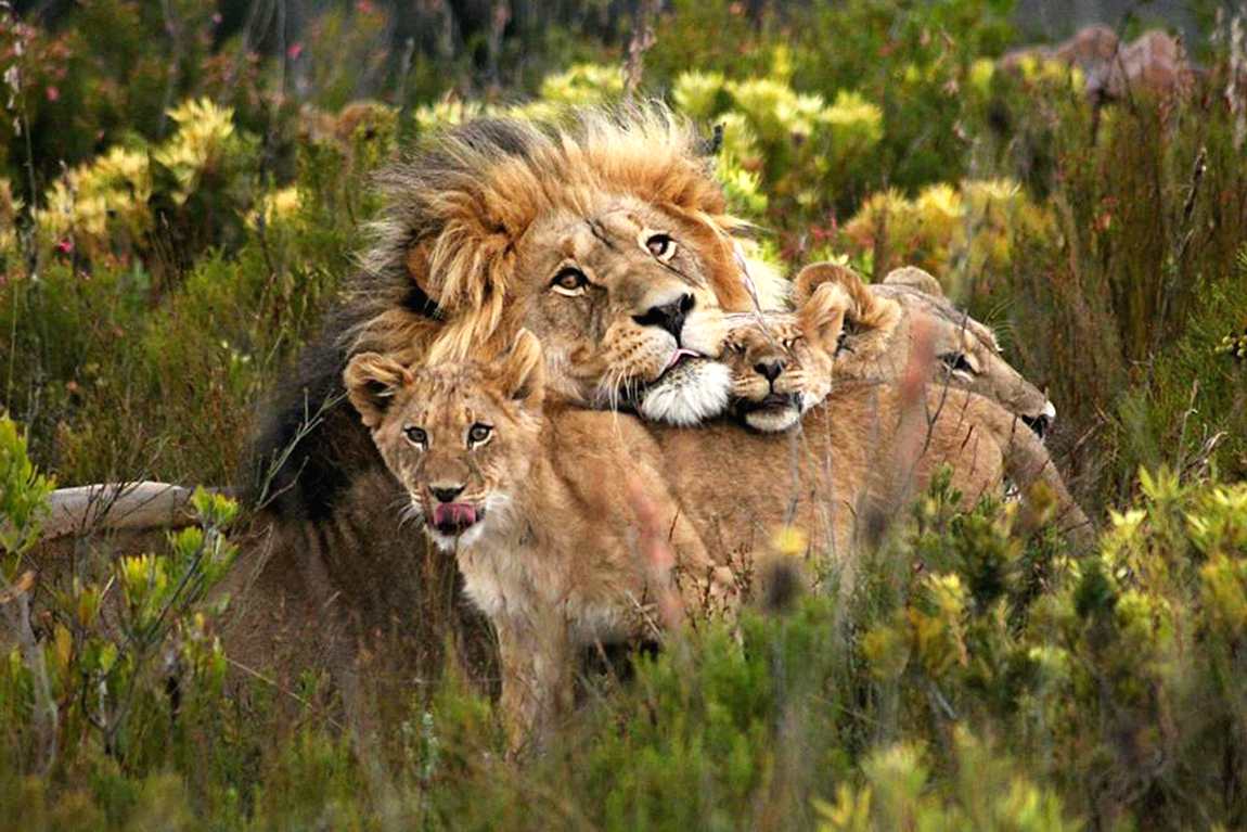 wildlife lions photo gondwana game reserve