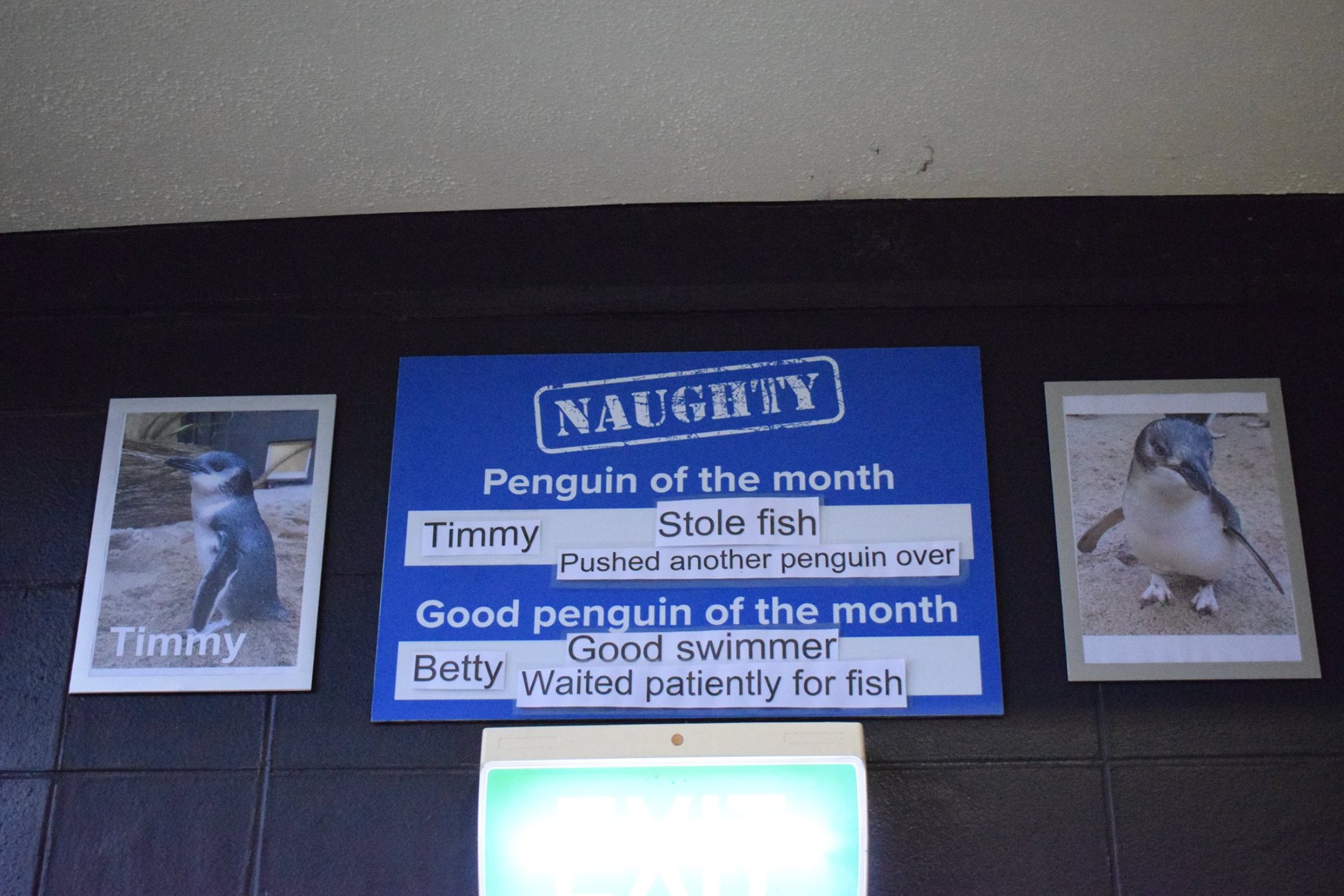 National Aquarium of New Zealand naughty penguin