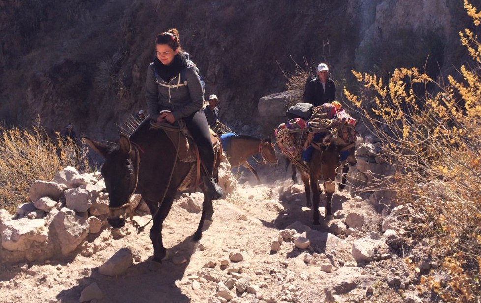 Mules carry hikers out of Colca Canyon in Peru