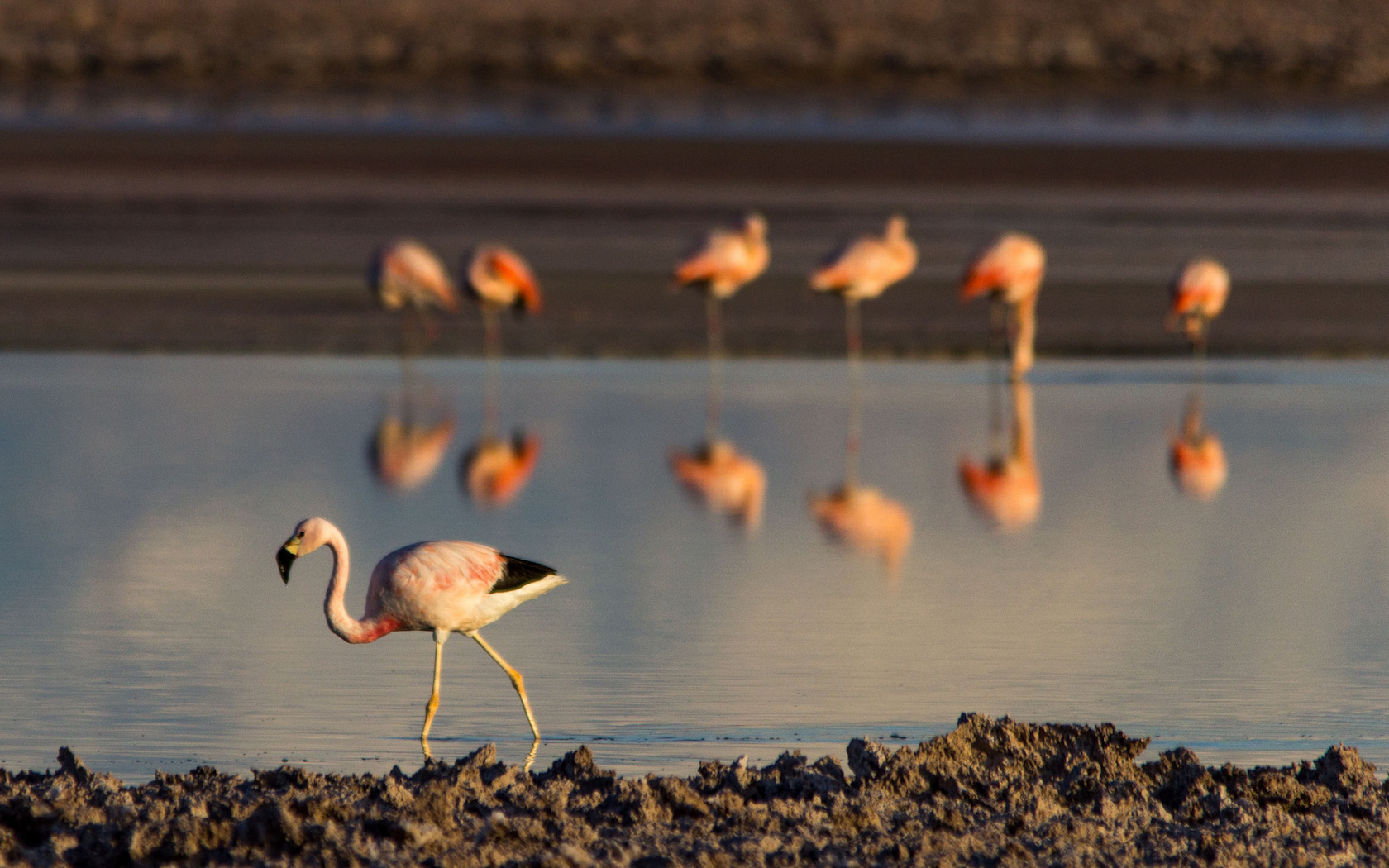 Flamingos at Laguna Chaxa, San Pedro de Atacama