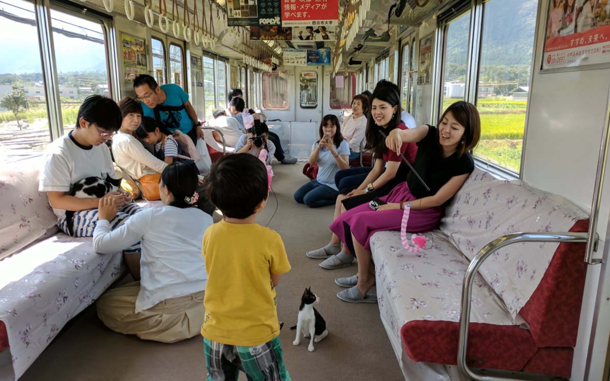 Cat Cafe Train Japan