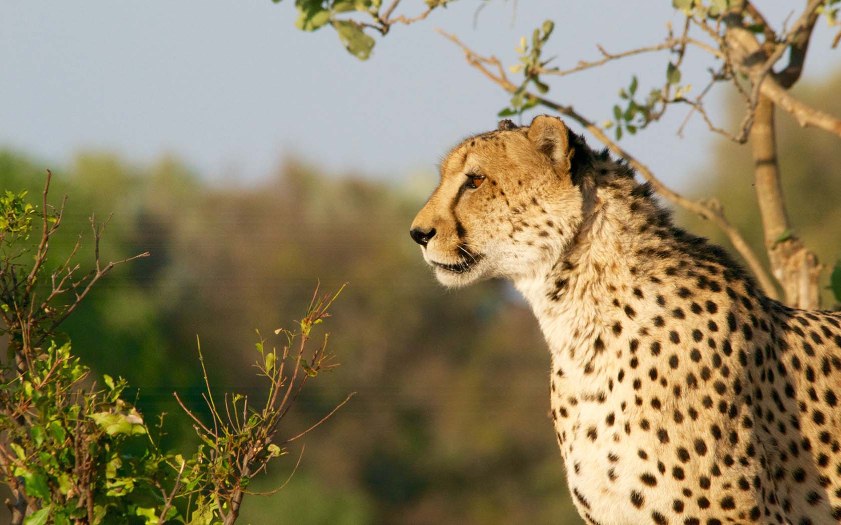 Cheetah in Botswana