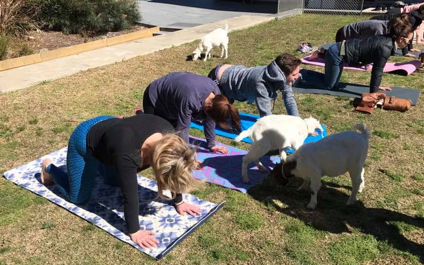 Eliit Therapies Sydney Goat Yoga