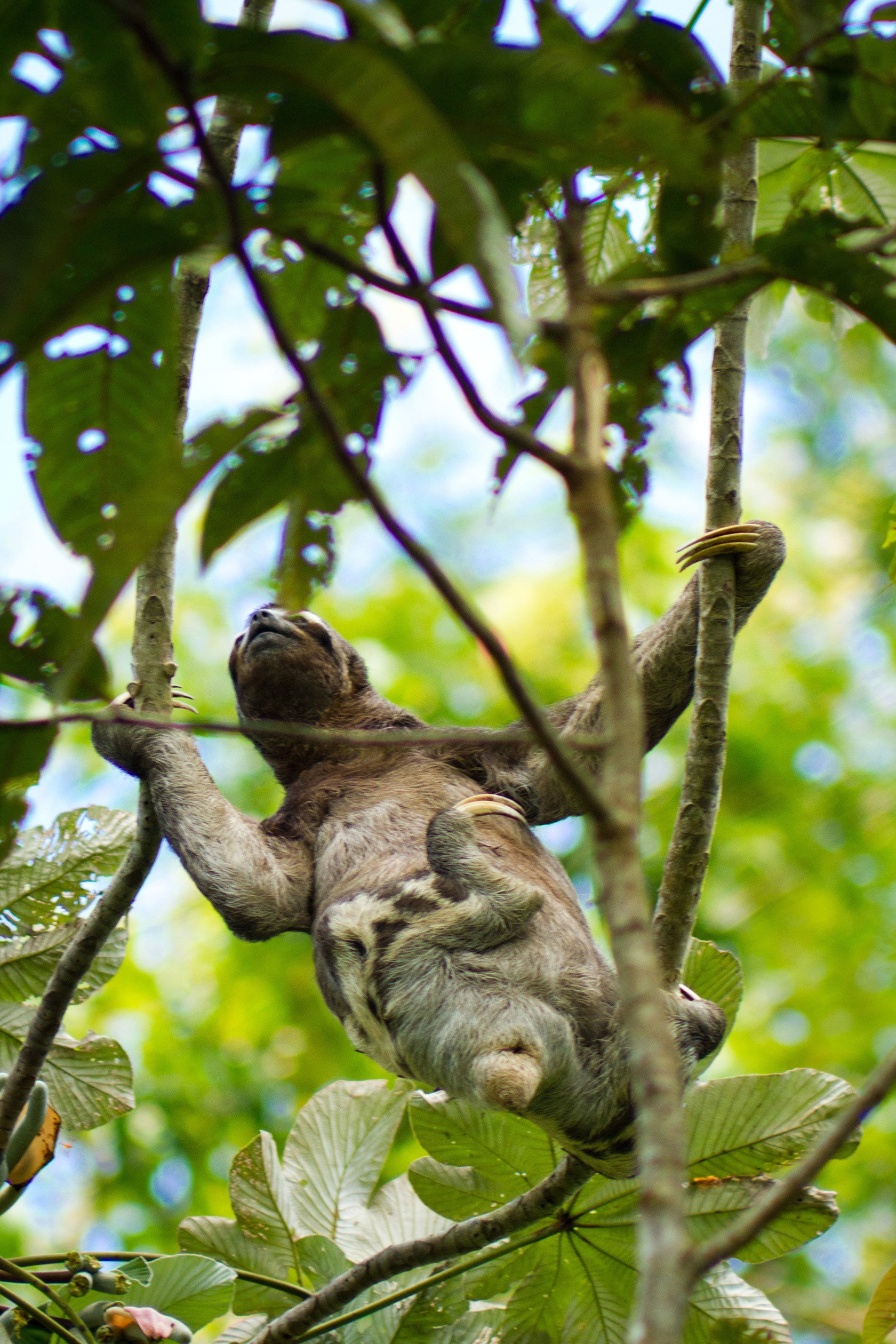 A sloth at Pacaya Samiria