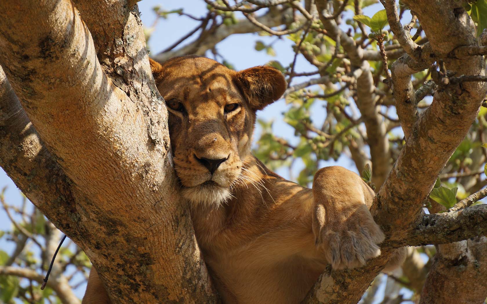 Lion in Uganda