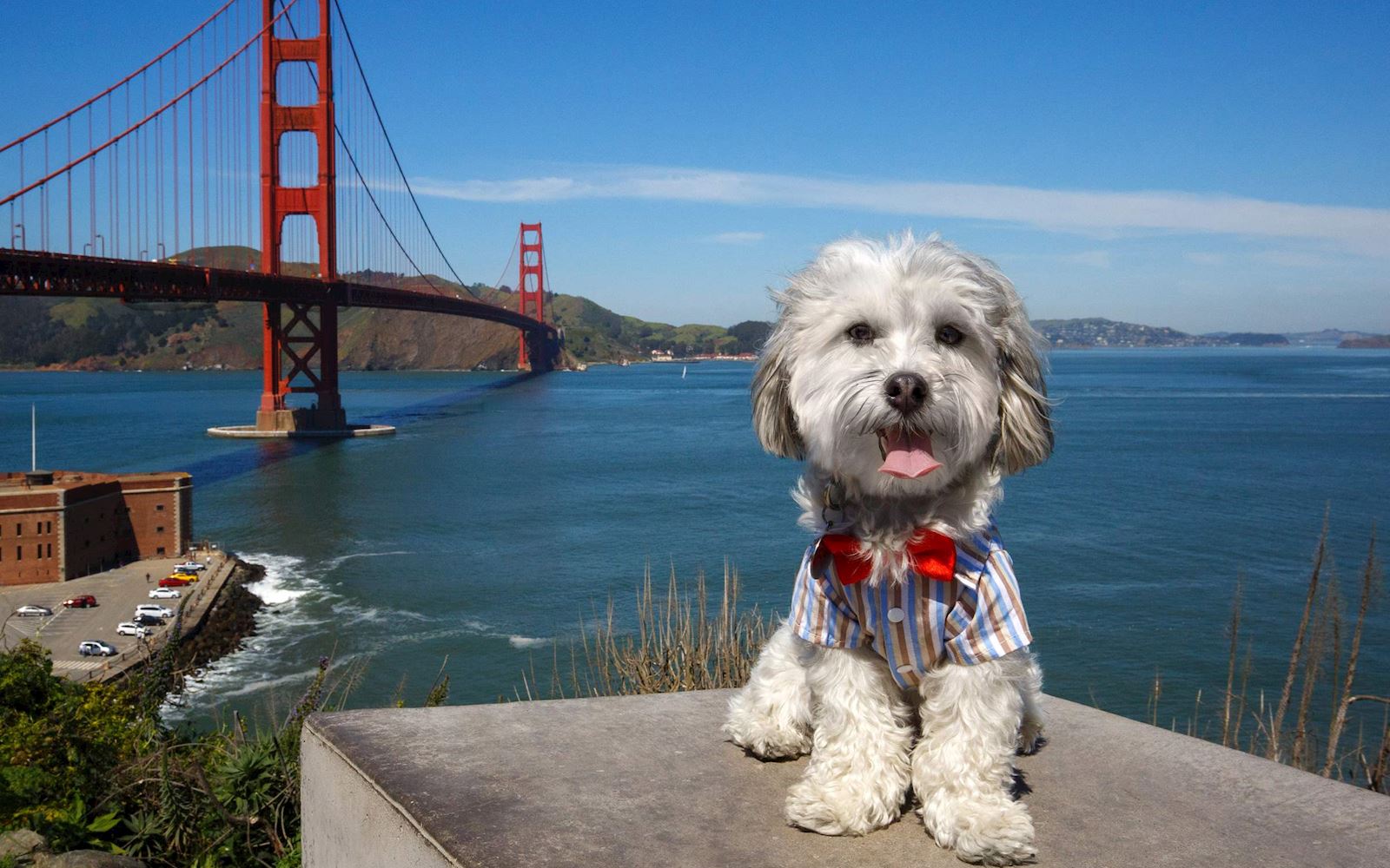 Buster, Canine Operating Officer at Nikko Hotel San Francisco