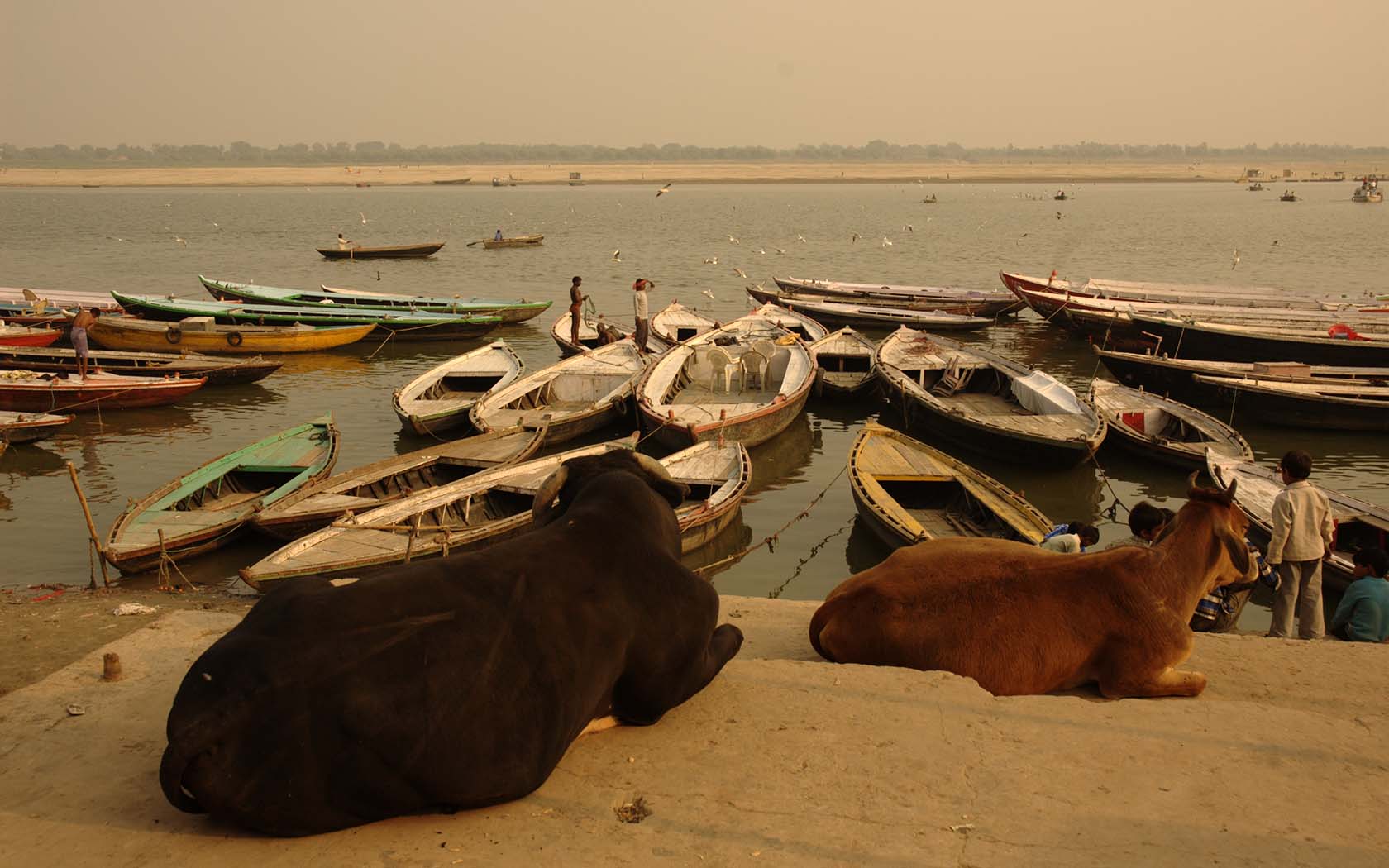 Bulls in Varanasi