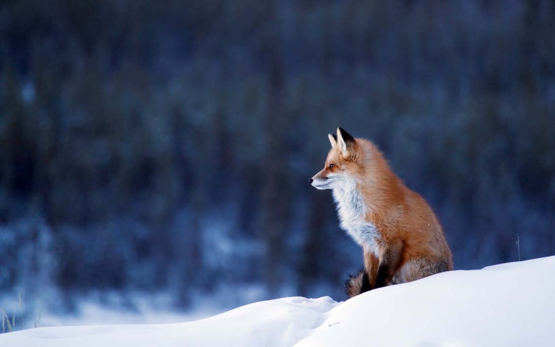 Red fox in snowy mountains at Northern Rockies, Canada