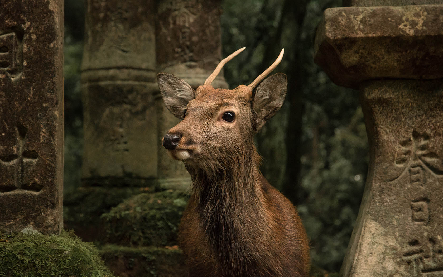 A deer in Nara, Japan