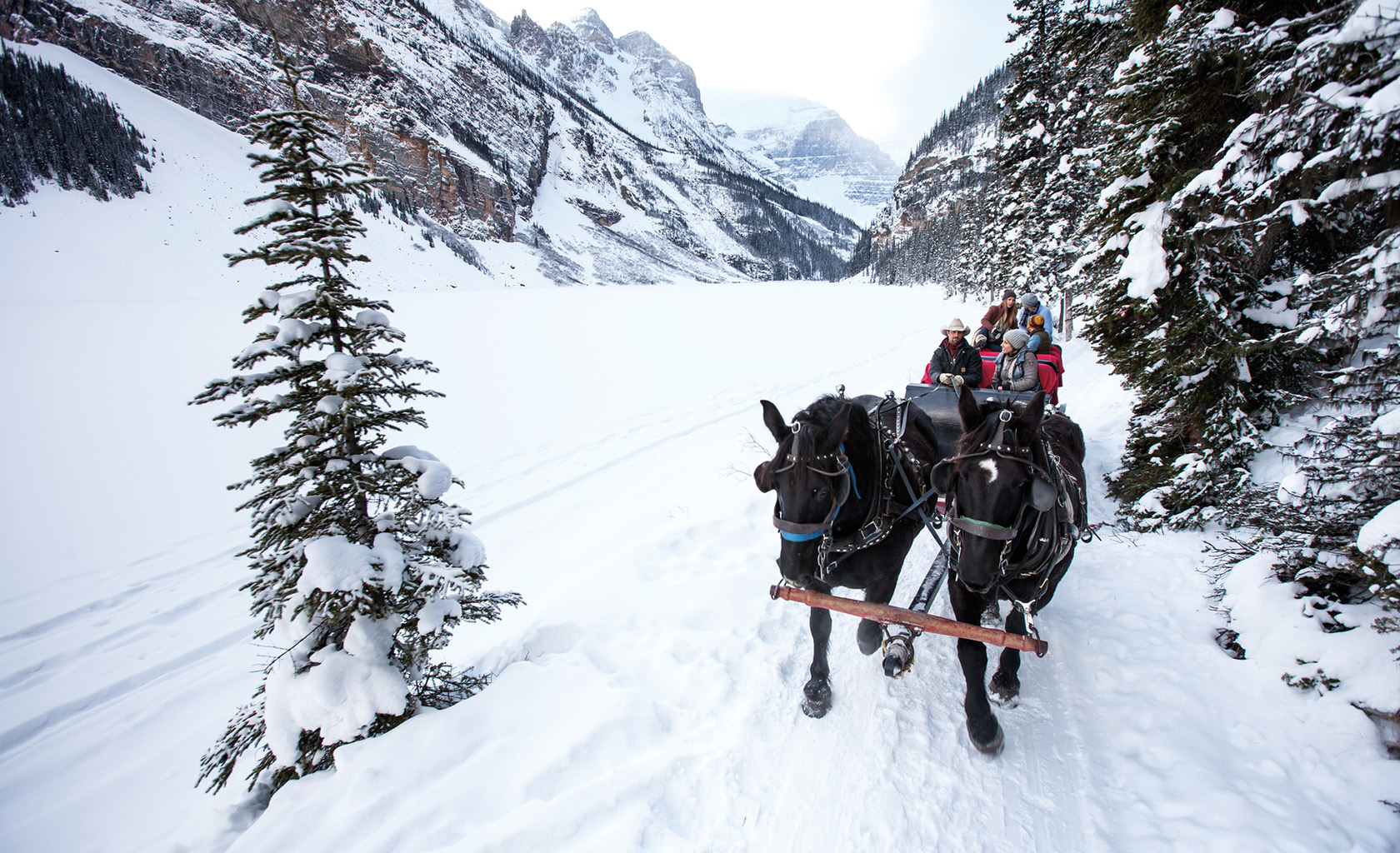 Horse sleigh in Banff National Park