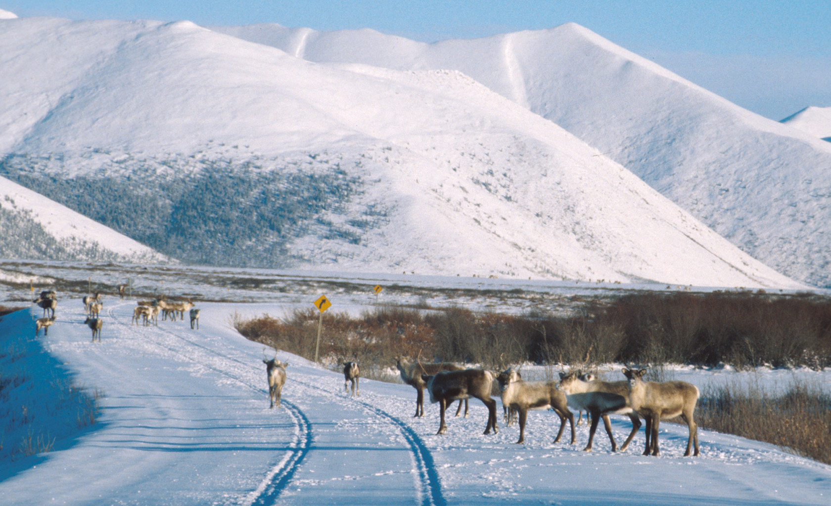Caribou on the Dempster Highway in the Yukon, Canada