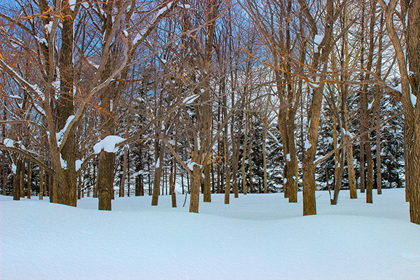 Snow-covered trees in Moerenuma Park in Sapporo