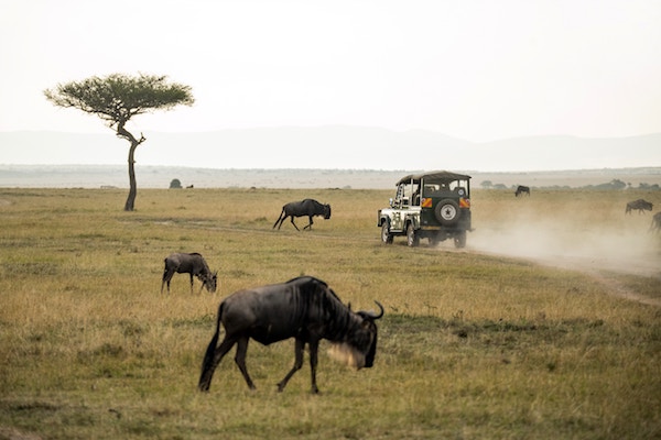 Wildebeest graze as seen on an African safari