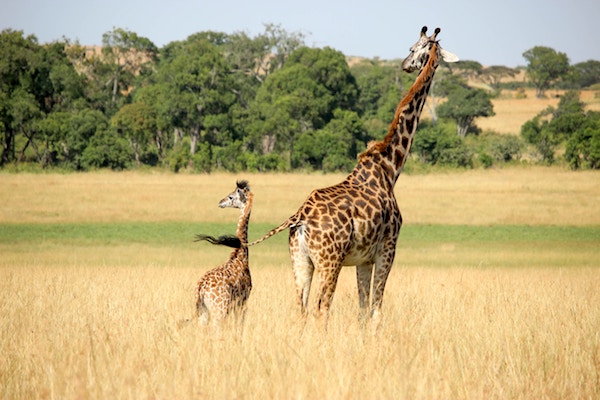 A giraffe and its baby as seen on an African safari