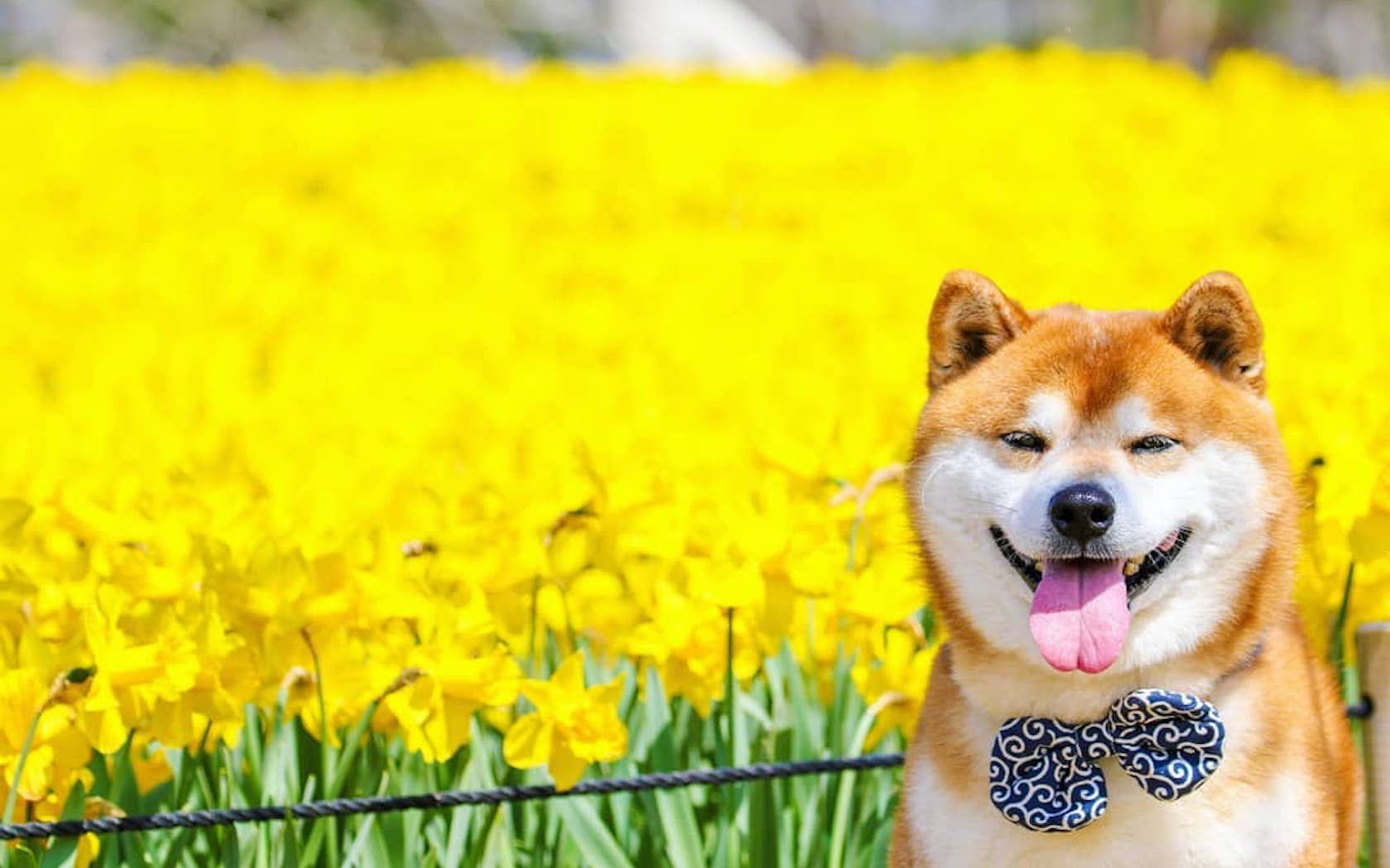 This Shiba Inu Posing In Japan S Flower Fields Is A Sight To Behold