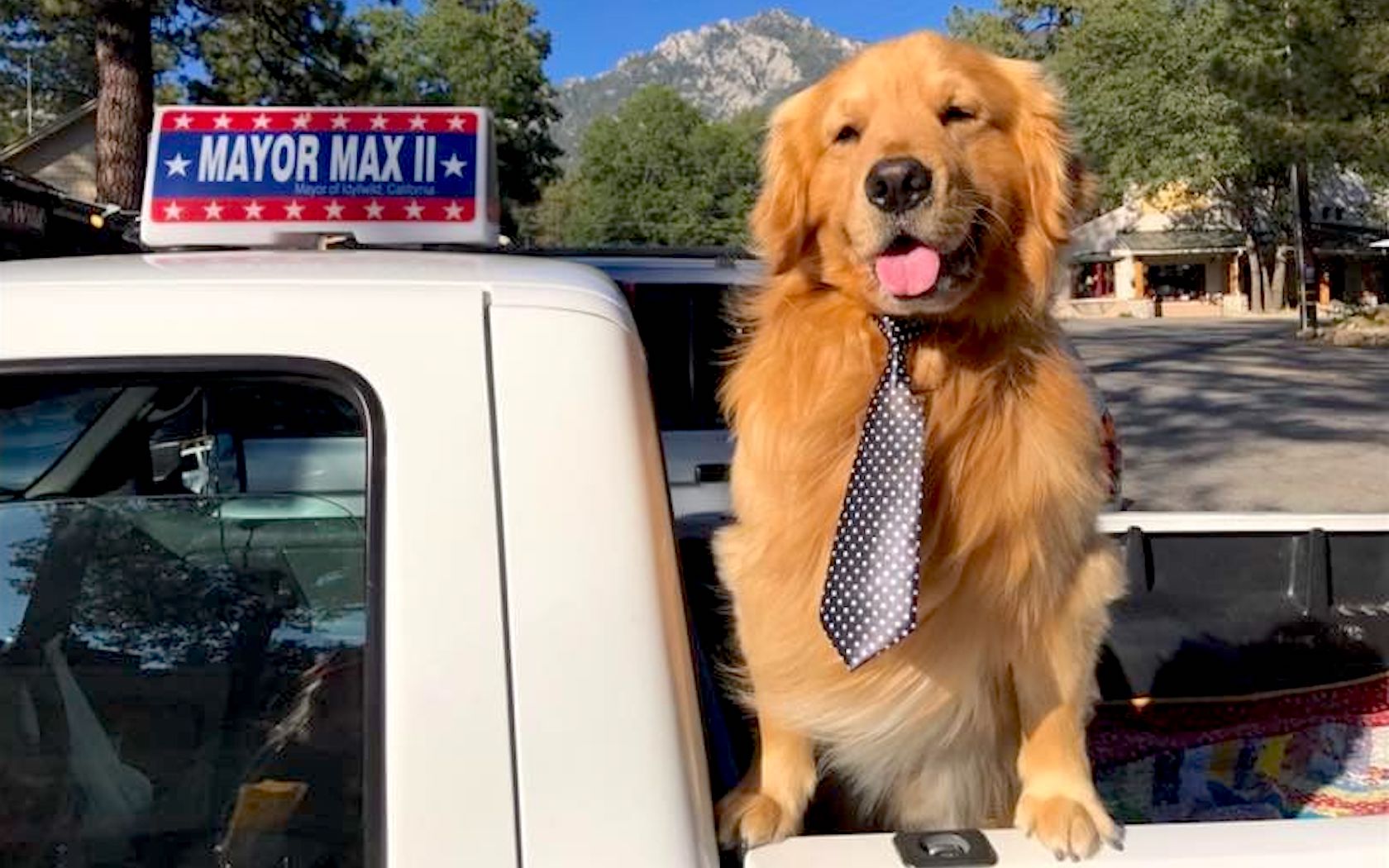 Max The Dog Has Been Elected As Mayor Of This California Town
