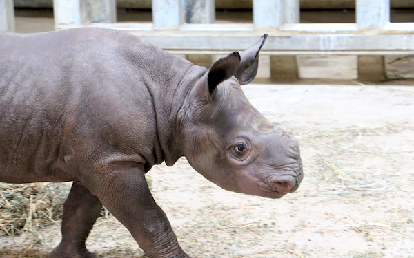 baby-rhino-blank-park-zoo