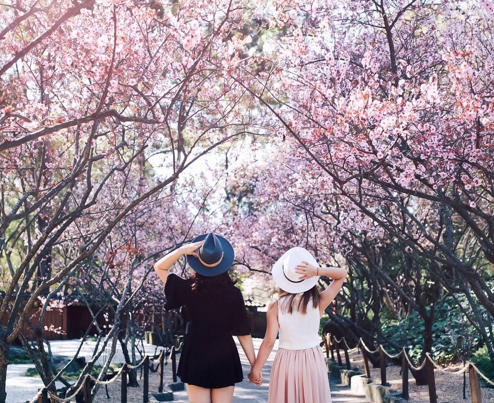 Sydney Cherry Blossom Festival See Japan S Famous Sakura This Month,Barefoot Contessa Jeffrey Meme