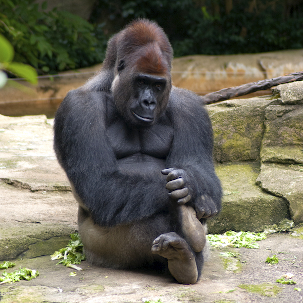harambe gorilla cincinatti zoo