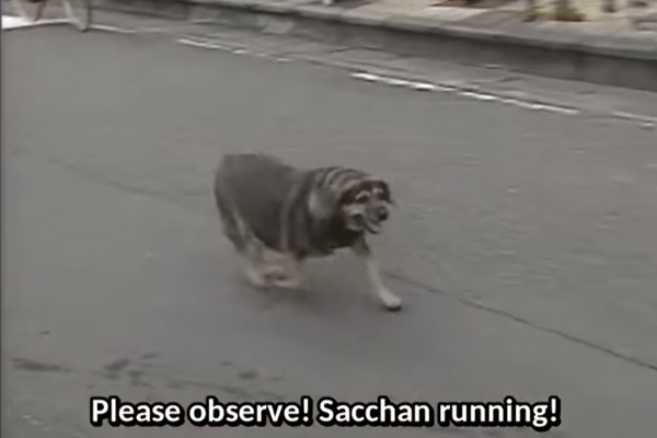 Sacchan the dog from Knight Scoop