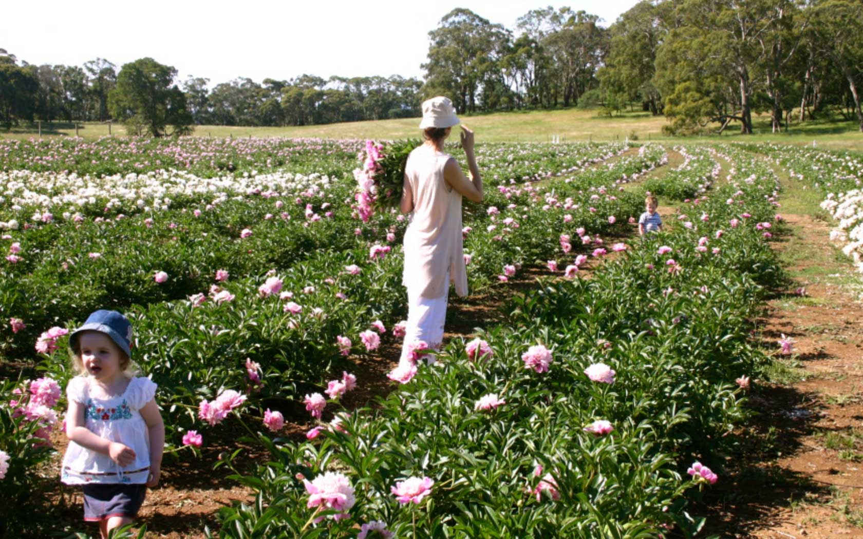 A Peony Farm Is Letting You Pick Your Own Flowers Melbourne