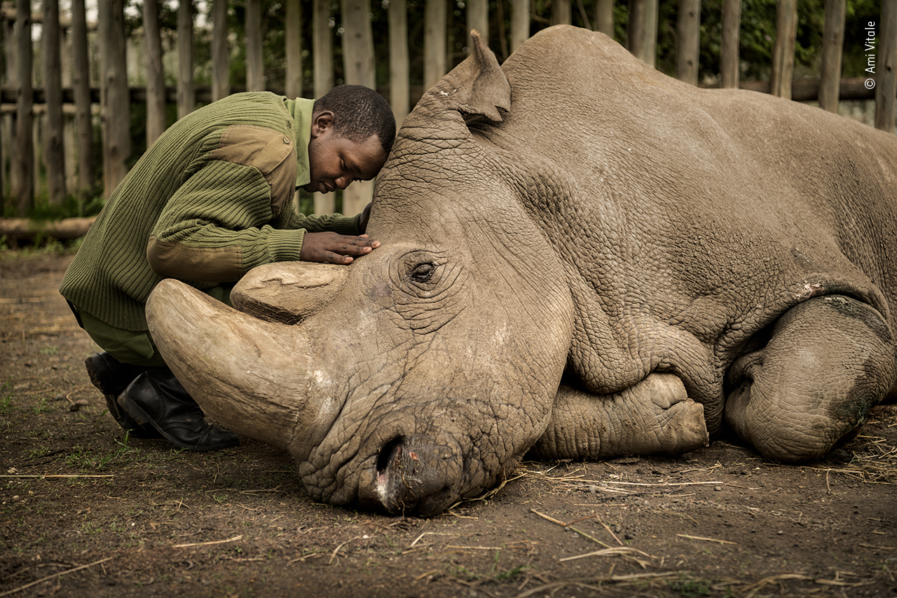 Joseph Wachira comforts Sudan, the last male northern white rhino left on the planet, moments before he passed away at Ol Pejeta Wildlife Conservancy in northern Kenya.