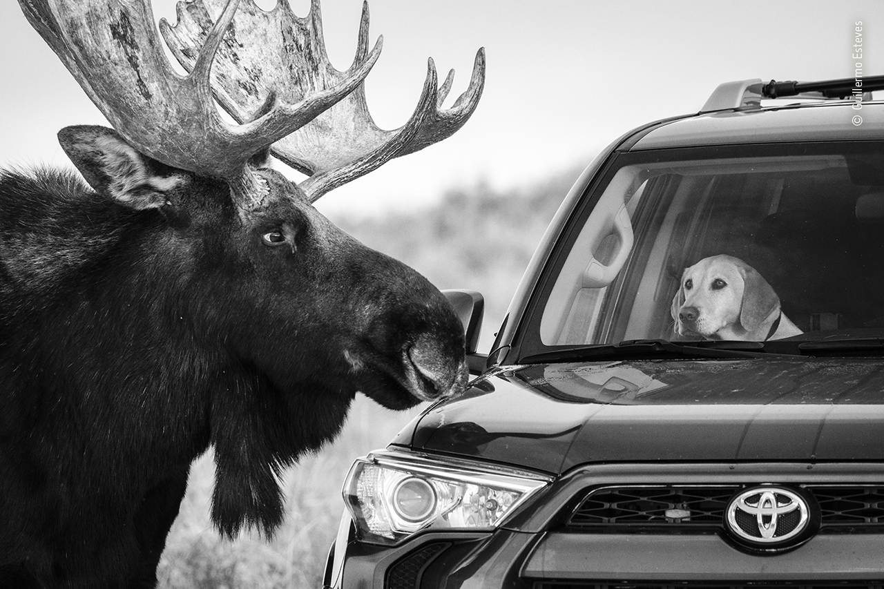 A nervous dog locks eyes with a wild moose from inside a 4WD in Antelope Flats in Grand Teton National Park, Wyoming