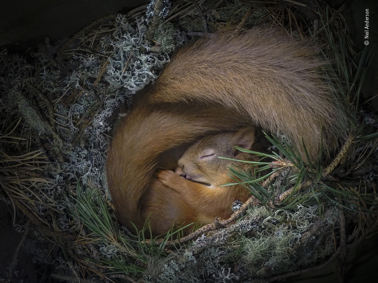 Two Eurasian red squirrels (only one is visible) find comfort curled up in pine trees in the Scottish Highlands