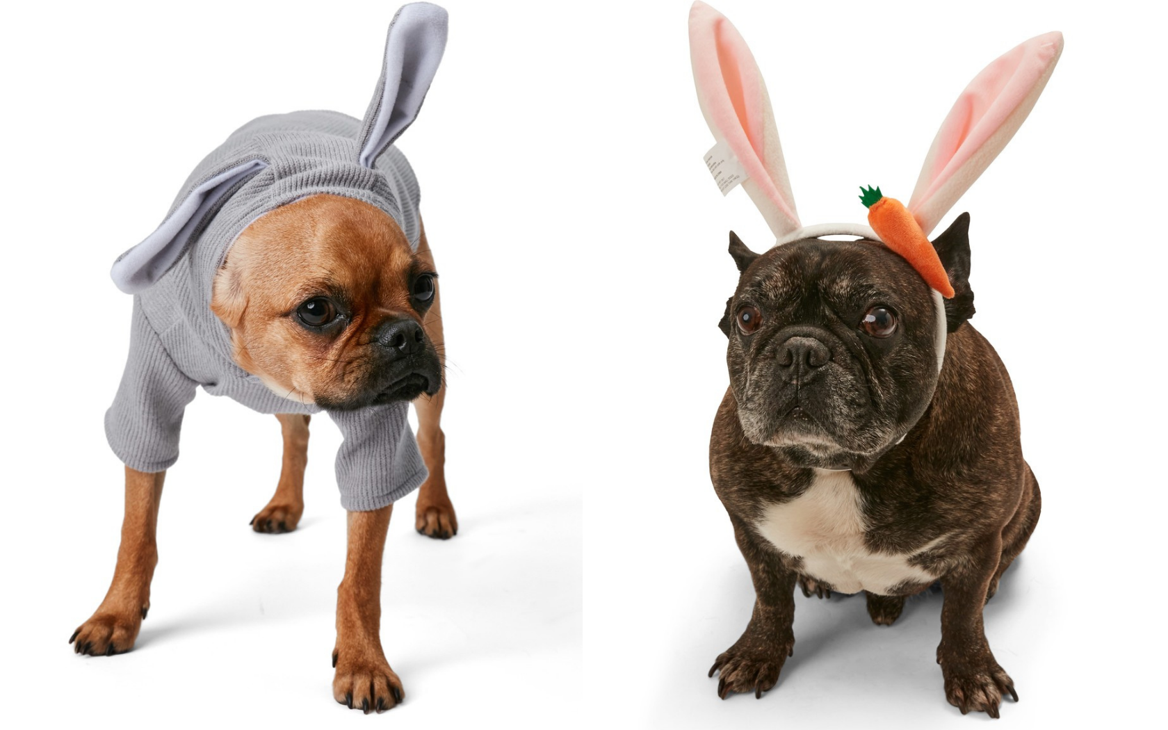Two dogs wearing easter pet costumes